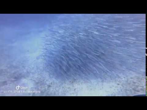 小琉球梭魚風暴|水底推進器潛水課程|超高課程品質